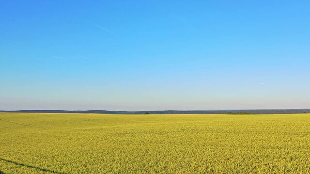 A vast yellow wheat field under the blue sky