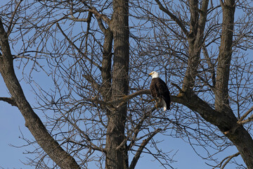 Bald eagle sits on a tree on the shores of  lake Michigan