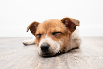Sleeping Jack Russell puppy