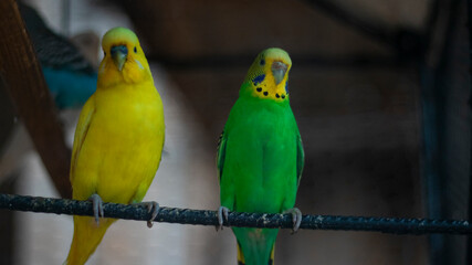 melopsittacus undulatus