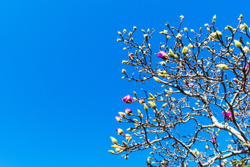 Magnolia tree in early spring with young flower buds under blue sky