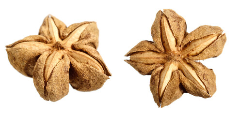Sacha Inchi Fruit. Known as Sacha Peanut, Mountain Peanut, Inca Nut or Inca-Peanut. Isolated on White.