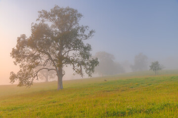 Fototapeta na wymiar Rural Countryside in the early morning light