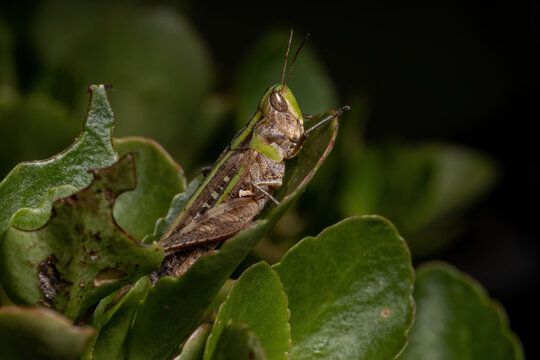 Adult Stridulating Slantface Grasshopper