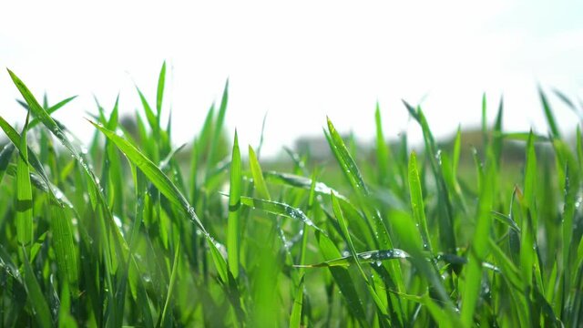 Dew drops on fresh green grass in a Norwegian park