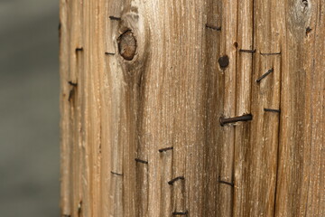 Rusty nails and staples in wooden pole