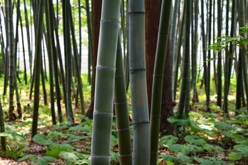 春の竹林