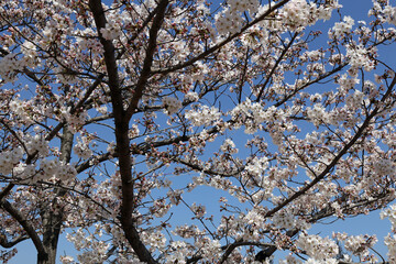 初春の姫路城と桜