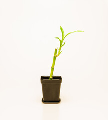 Beautiful lucky bamboo plants isolated against a white background.