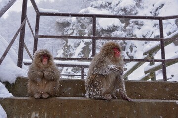 Japanese monkey in Jigokudani Monkey Park in Nagano Prefecture, Japan
