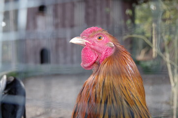 Tiere in der natur hinter gitter