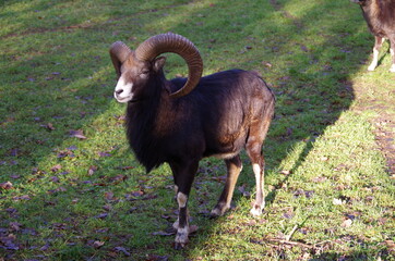 Tiere in der natur hinter gitter