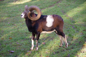 Tiere in der natur 