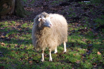 Tiere in der natur 
