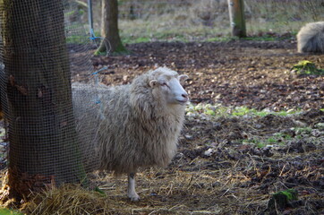 Tiere in der natur 