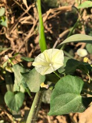 butterfly on a flower