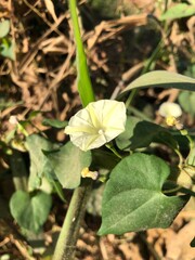 butterfly on a flower