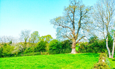 Beautiful tree in a field in the countryside