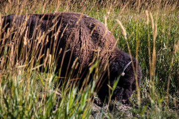 August 2020: A Canadian bison grazing in a patch of grass off the road in Elk Island National Park, Alberta, Canada, west of Edmonton, during the summer.