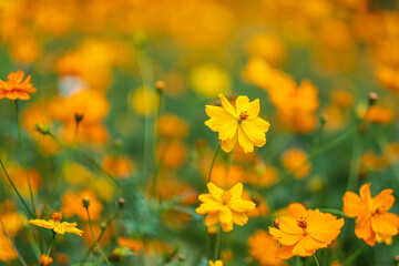 Obraz na płótnie Canvas Yellow cosmos flowers blooming in the garden