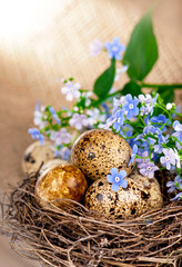 Obraz premium quail eggs in the nest and forget-me-not