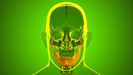 Human Skeleton Skull Mandible Bone Anatomy For Medical Concept © mybox