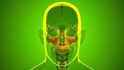 Human Skeleton Skull Maxillal Bone Anatomy For Medical Concept © mybox