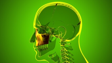 Human Skeleton Skull Maxillal Bone Anatomy For Medical Concept © mybox