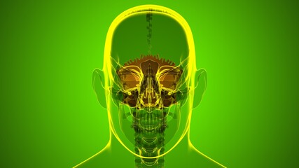 Human Skeleton Skull Occipital Bone Anatomy For Medical Concept © mybox