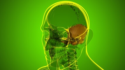 Human Skeleton Skull Occipital Bone Anatomy For Medical Concept © mybox