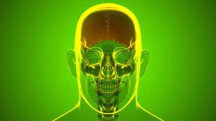 Human Skeleton Skull Parietal Bone Anatomy For Medical Concept © mybox