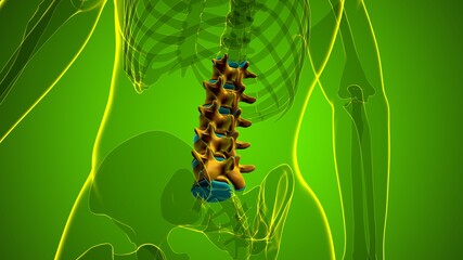 Human Skeleton Vertebral Column Lumbar Vertebrae Anatomy