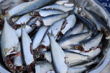 Obraz premium Sardine and Mackerel fish cleaned and kept in vessel for cooking. Fresh mackerel and sardine fish ready to be cooked