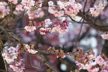 熱海桜 2021年熱海糸川