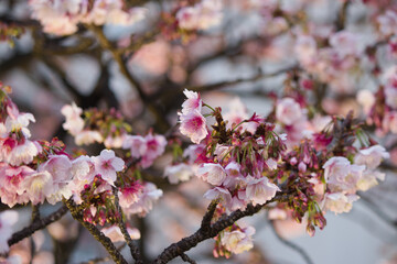 熱海桜 2021年熱海糸川