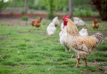 Rooster and Chickens. Free Range Cock and Hens