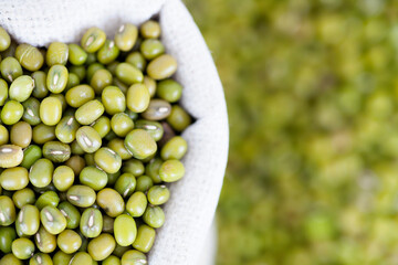 Fresh harvested mung beans
