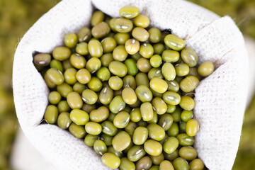 Fresh harvested mung beans