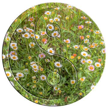 Yin yang fleurs des champs 