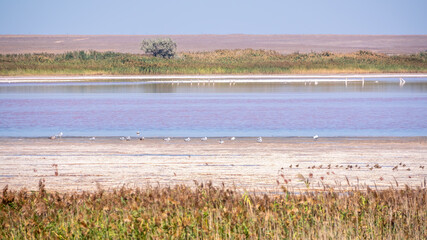 A beautiful salt lake with pink water.