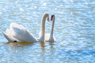 Plakat Mating games of a pair of white swans. Swans swimming on the water in nature. Valentine's Day background