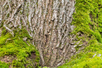 background texture of fluffy green mosses crawling up to the tree trunk surface with cracked bark