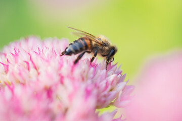 Honey bees collect pollen Spiraea flower. Macro shot.