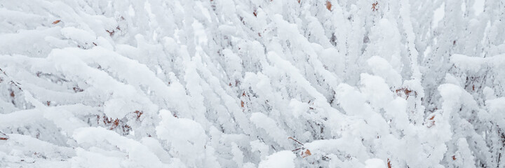Snow and rime ice on the branches of bushes. Beautiful winter background with twigs covered with...