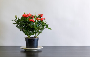 A red rose bush in a pot on a black table.