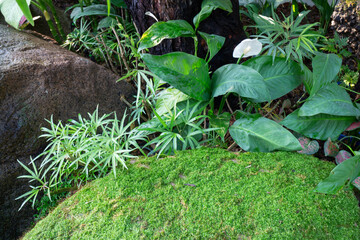 Ornamental plant in the garden