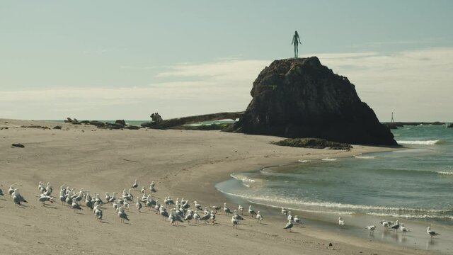 Dozens of seagulls together on a beach of New Zealand.
