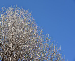 冬木　冬の風景