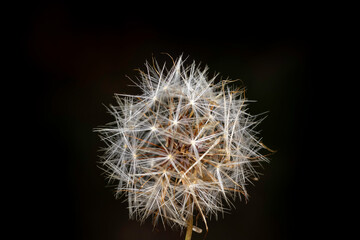 Closeup of dandelion flower head isolated on black background. 