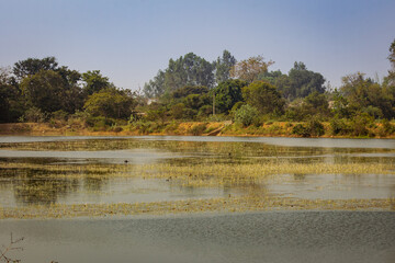 Scenic view of the wetland in wilderness, Karnataka, India. Swamp area in reserve forest